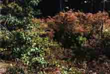 Plate 6. Shrub community at the south end of Lot 11.